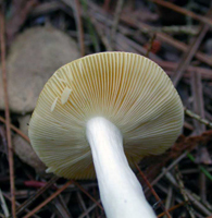 R. lutea – A white stalk and yellowish gills that are all equal in length. R. lutea – A white stalk and yellowish gills that are all equal in length.